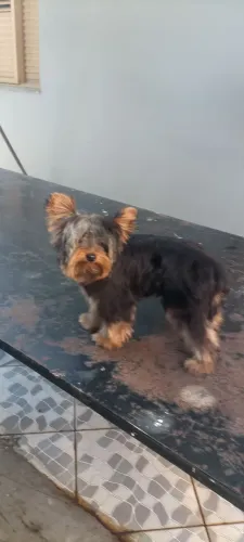 Animais estimação