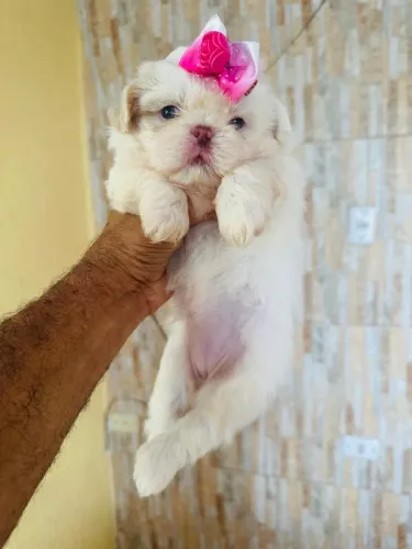 Shih Tzu Fêmea linda branca de pedigree