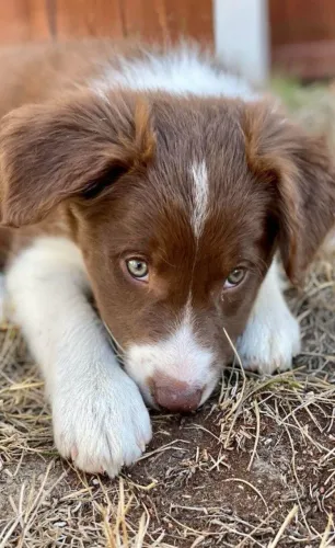 Border collie energia e inteligencia 