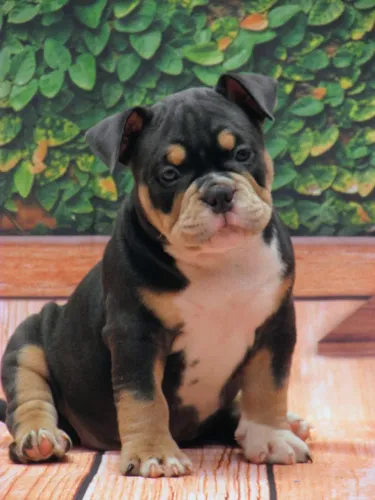 American bully micro fêmea 