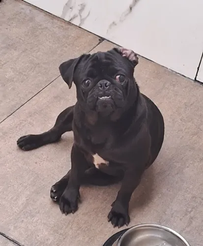 Pug Black macho