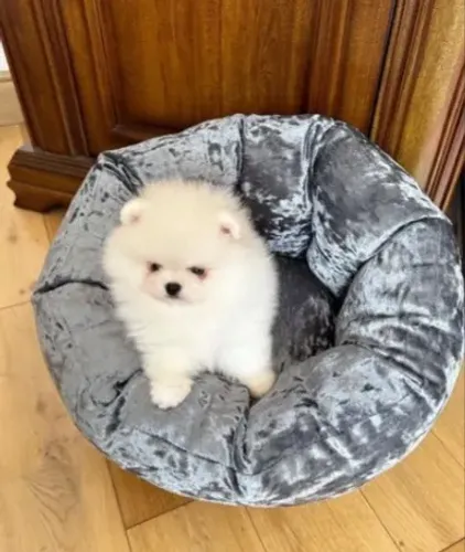 Spitz Alemão mini peludo e amoroso