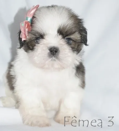 Shih Tzu Fêmea e macho entregamos na sua região