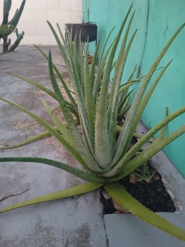 Babosa