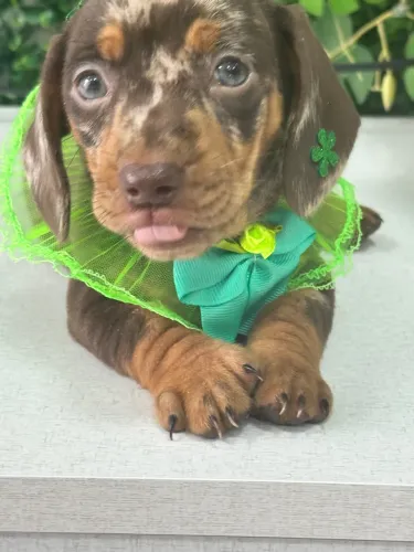 Filhote Dachshund Arlequim - amigo pet