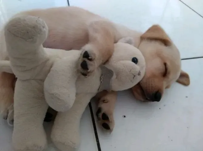 Labrador os mais fofos de são Paulo