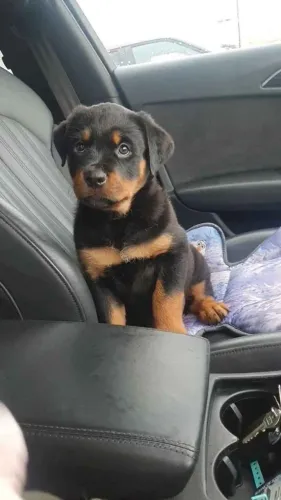 Filhote Rottweiler, Diga sim ao amor de um filhotinho carinhoso!