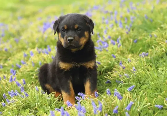 Rottweiler cabeça de touro, Leia a descrição- Adquira seu filhote, entregamos até você!