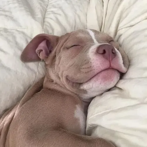 Pitbull Filhotes na Cor Creme