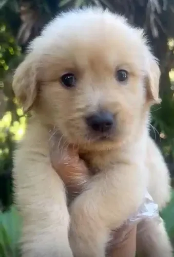  Golden à pronta entrega: O melhor amigo da família
