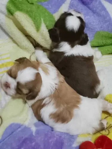 Filhote shih tzu, Corações peludos prontos para encher sua casa de amor!