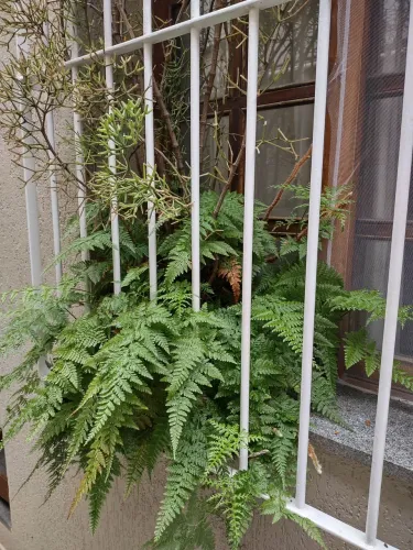 Uma samambaia rendada e uma pequena árvore florida num único vaso