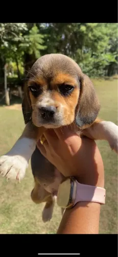 Beagles entregamos 