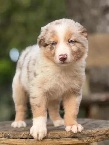 BORDER collie para Maricá