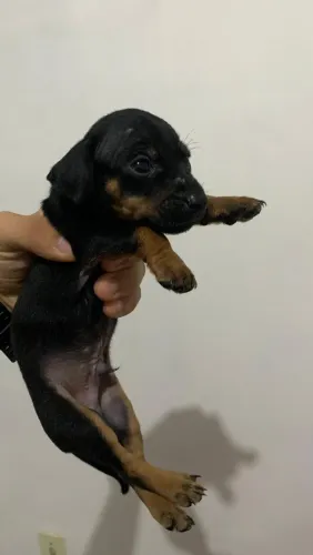 pinscher