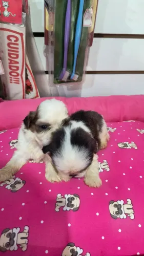 Fêmea Shitzu PROMOÇÃO 