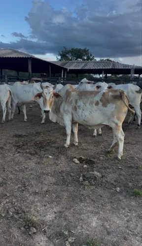 Vaca Nelore Pintado