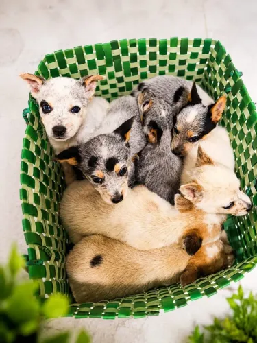 CÃO BOIADEIRO