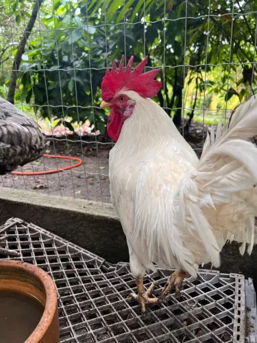Galo branco 