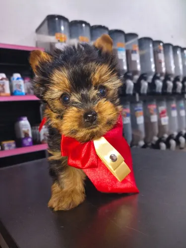 Temos um macho de yorkshire micro a venda já vacinado padrão babyface