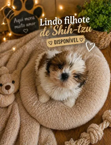 Cachorro shitzu disponível 