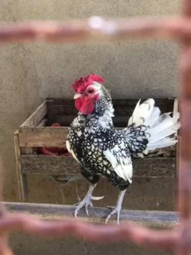 Galinha sebraygt