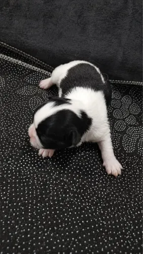Chihuahua fêmea pêlo longo - pedigree CBKC