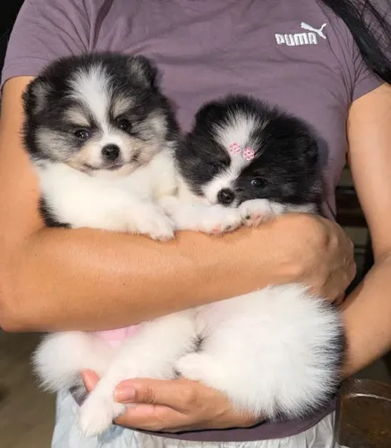 Lulu da pomerania