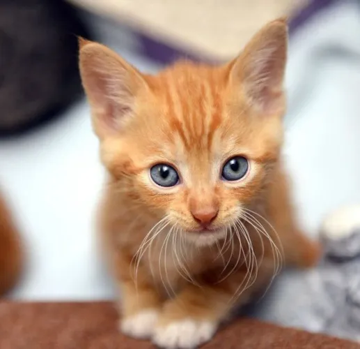 Gatinhos laranja disponível 