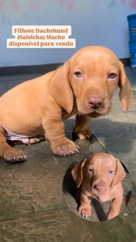 Filhote Dachshund Macho