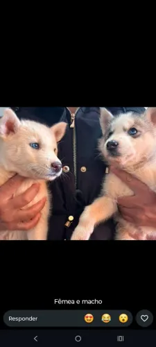 Husky siberiano filhotes comendo ração
