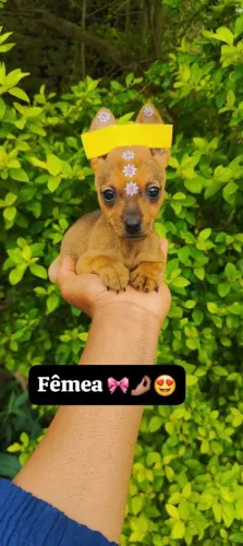 Pinscher com 75 dias vacinado e com pós venda