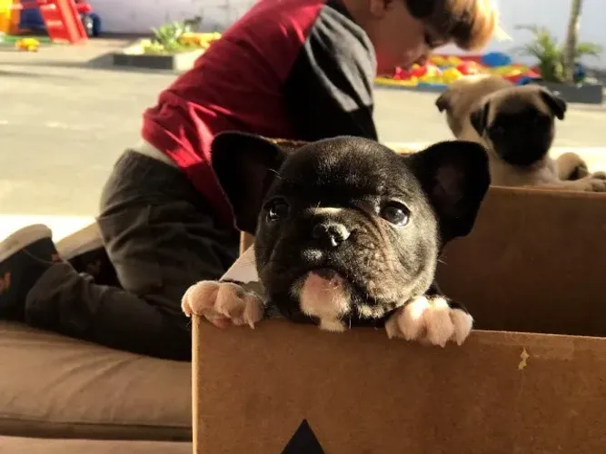 Bulldog frances filhotes carinhosos 