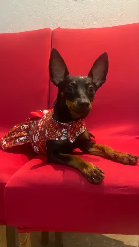Vendo cachorra pincher 01