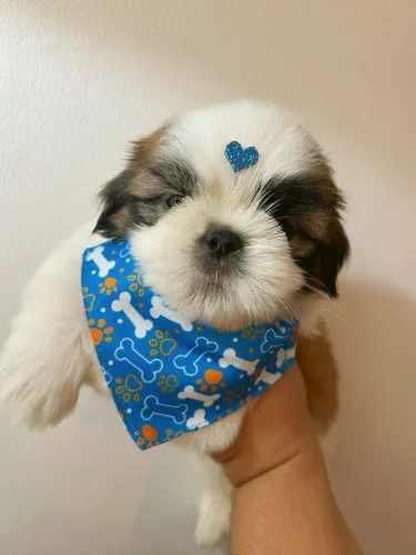 Shih tzu filhote macho 