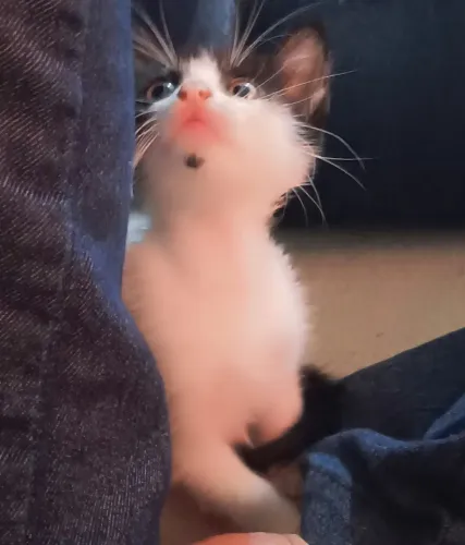 Doação gatinho 