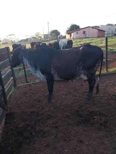 Vaca