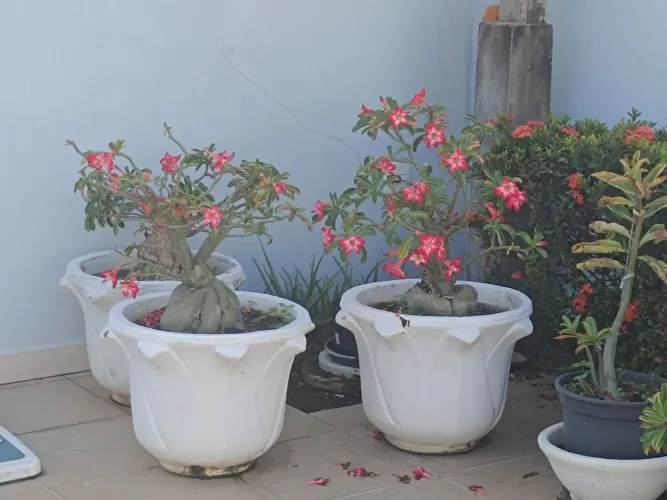 Rosa do deserto
