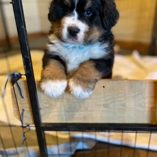 Filhotes de Bernese | Muito amor.