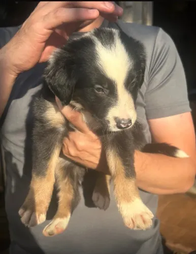FILHOTE DE BORDER COLLIE À VENDA EM CAMPO GRANDE