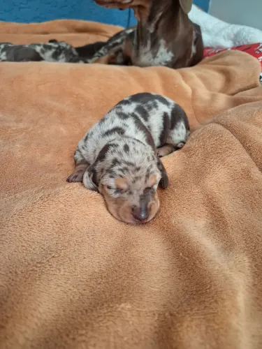 Dachshund/Teckel Mini