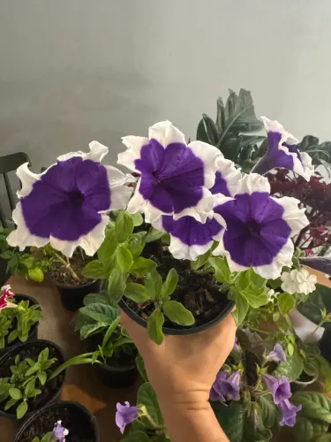 Muda petunia