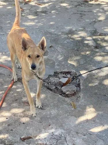 Cachorro pastor alemão 