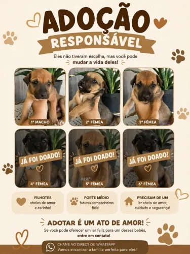 Adoção Responsável!!