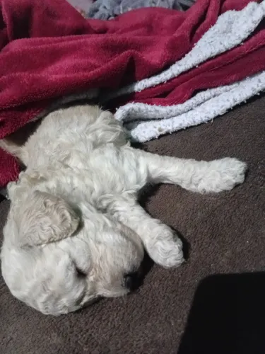 Lindos poodle
