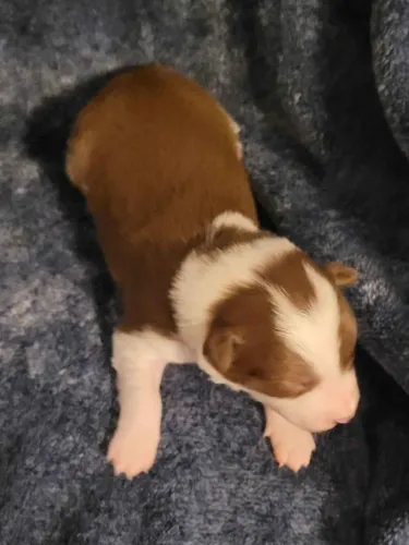Filhotes de Border Collie | Amor que não acaba.