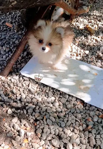 SPITZ ALEMÃO//LULU DA POMERÂNIA