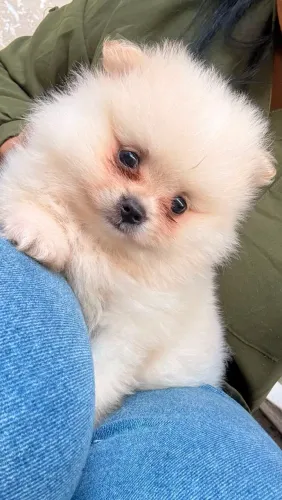 Filhotes spitz