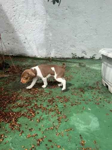 Fox Paulistinha 