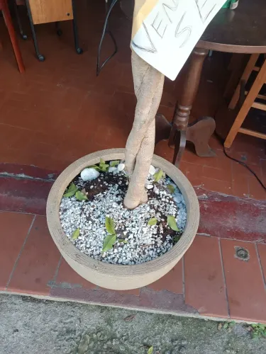 Vaso com árvore ? ficus 